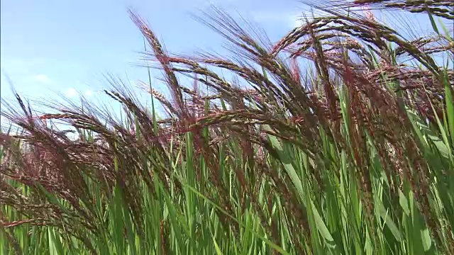 日本吉盛的红色水稻穗视频素材