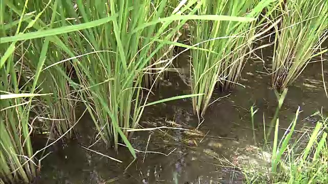 日本吉盛的红色水稻穗视频素材