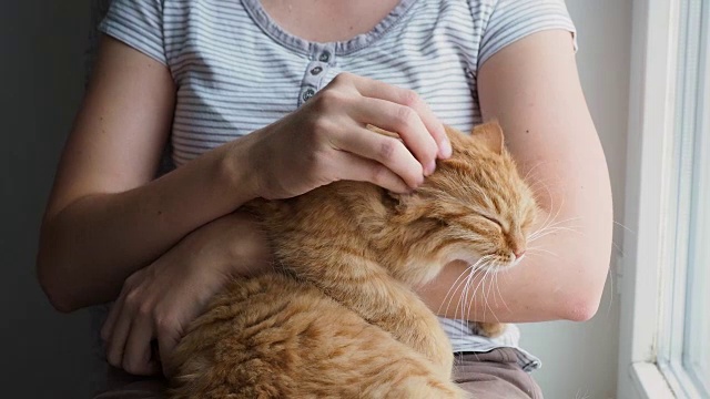 女人抚摸着躺在她怀里的可爱的姜黄色的猫。非常毛茸茸的宠物的呼噜声会让人闭上眼睛不高兴。舒适的家视频素材