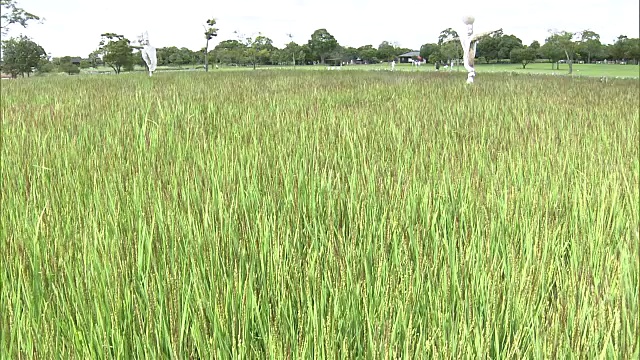 日本吉盛的红色水稻穗视频素材