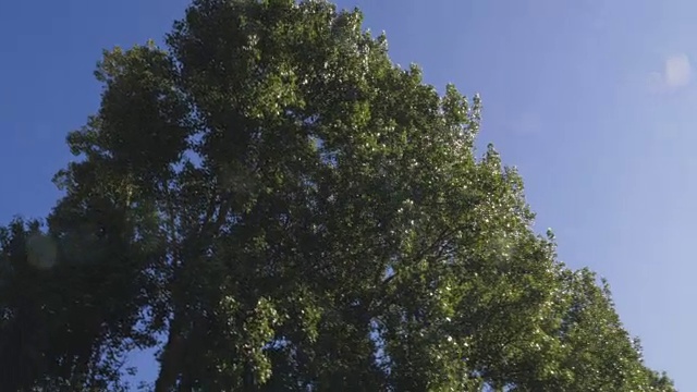 夏天的树叶，阳光和天空视频素材