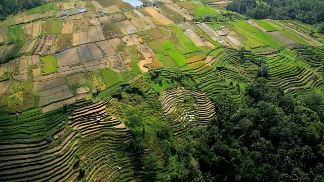 鸟瞰图乌布种植梯田种植巴厘岛视频素材