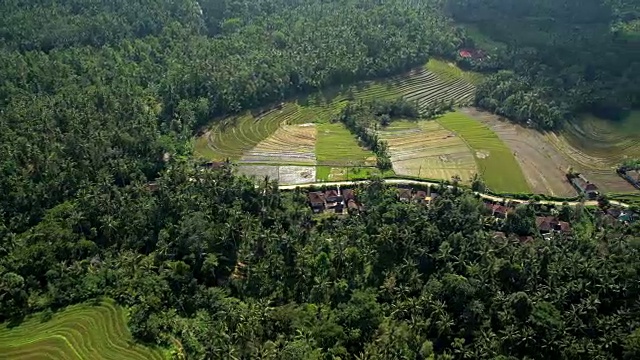 鸟瞰图乌布种植梯田种植巴厘岛视频素材