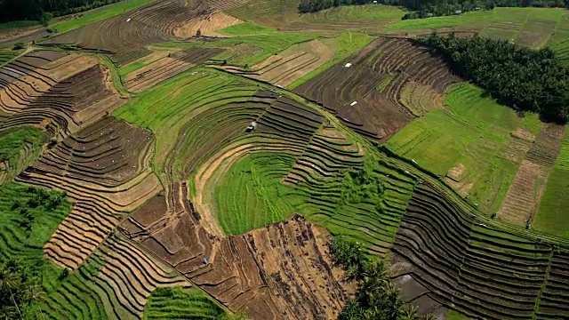 鸟瞰图乌布种植梯田种植巴厘岛视频素材