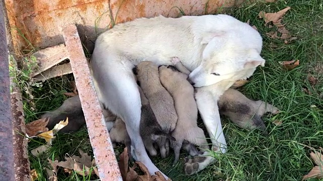 无家可归的狗妈妈和她的小狗正在吮吸牛奶视频素材