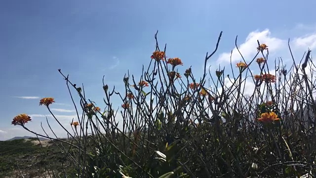 风吹着沙丘上盛开的花朵视频下载