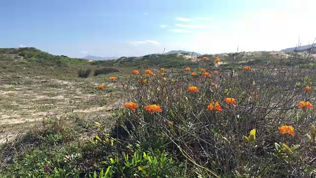 风吹着沙丘上盛开的花朵视频素材