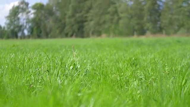 新鲜干净的草在风中视频素材