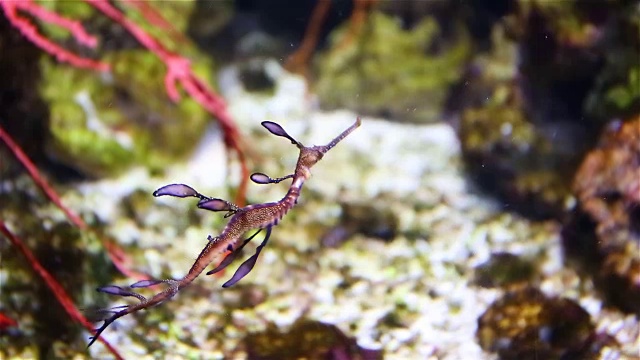 一只红色的小海马，海马，正在吃浮游生物视频下载