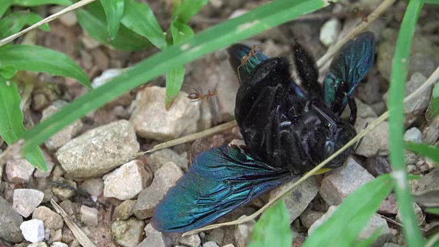 4k:地板上垂死的黄蜂和蚂蚁在吃东西视频素材