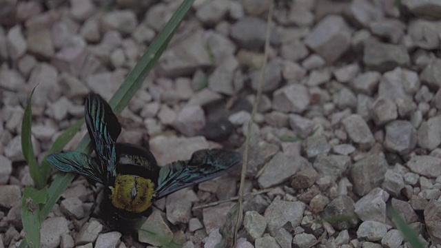 4k:地板上垂死的黄蜂和蚂蚁在吃东西视频素材