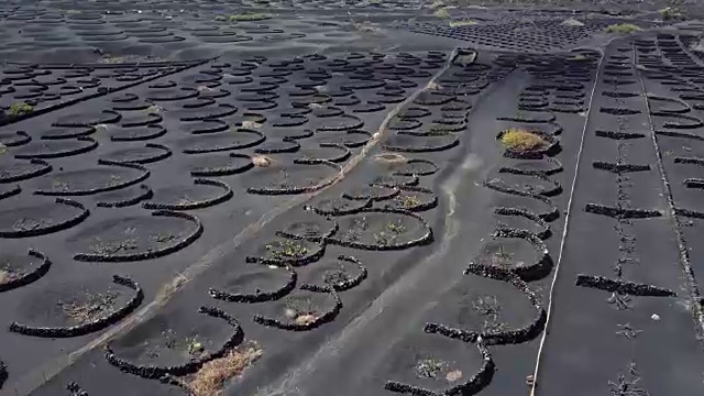 西班牙，加那利群岛，兰萨罗特岛，葡萄酒谷的航拍全景图视频素材