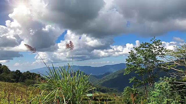 太阳越过森林景观时间流逝。云和树在风中移动视频素材