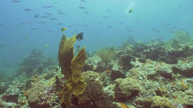 珊瑚礁和热带鱼。印尼巴厘岛视频素材