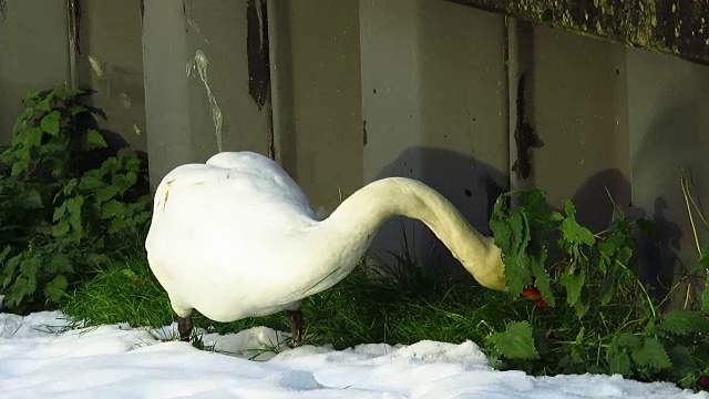 冬天，天鹅在雪地里上岸寻找食物视频素材