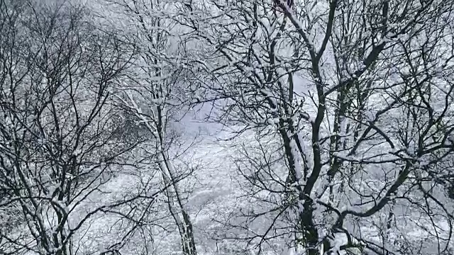 空中的冬季仙境与下奥地利雪林的嗡嗡声视频素材