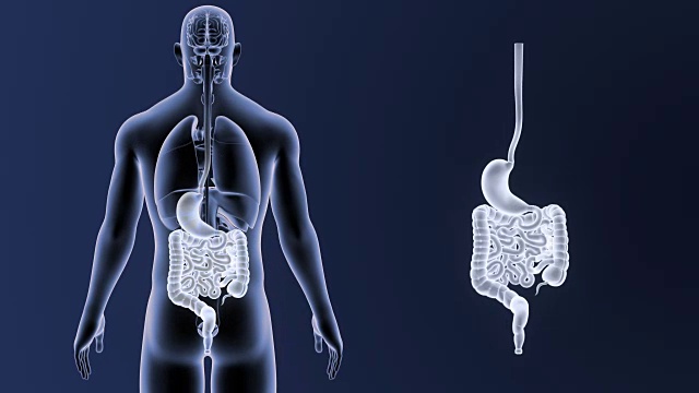胃和肠随器官而放大视频素材