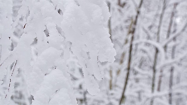 森林里被白雪覆盖的树木。视频素材