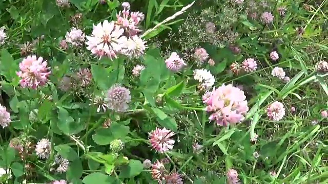 草地草地全景使用稳定器。视频镜头运动摄像机视频素材