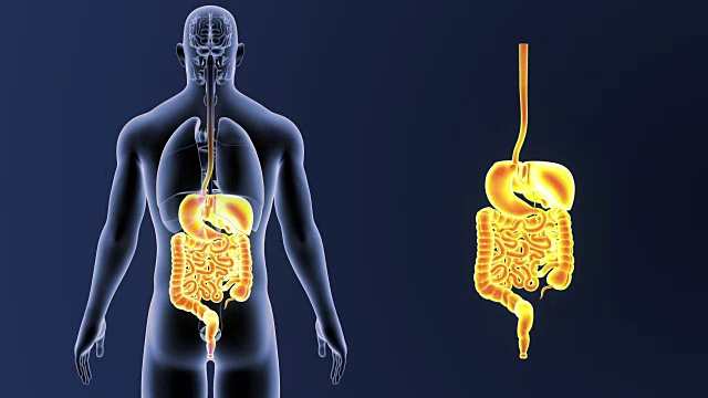 消化系统放大与怀孕视频素材