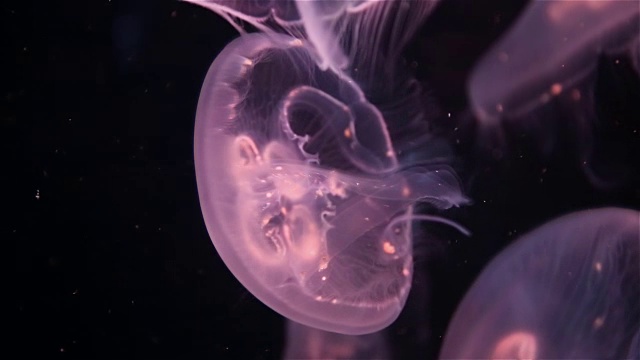 水族馆里的水母在变色的光线下视频素材