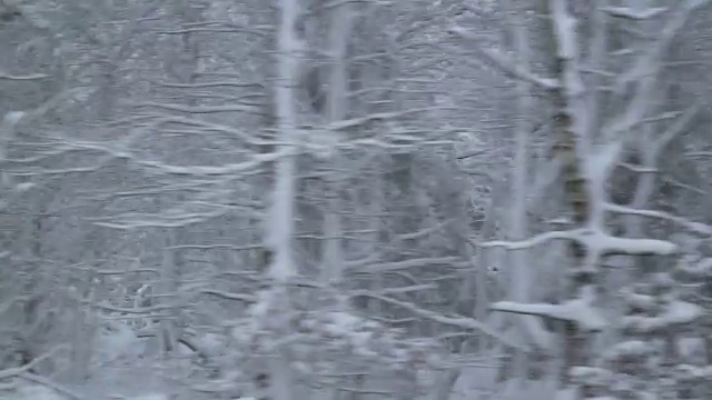 冬季驾驶——驾驶在崎岖不平的乡村道路上，穿过一片白雪皑皑的森林——手持拍摄视频素材