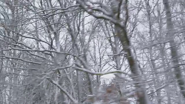 冬季驾驶-驾驶在一个崎岖的乡村道路，通过一个积雪的森林-手持镜头向树梢视频素材