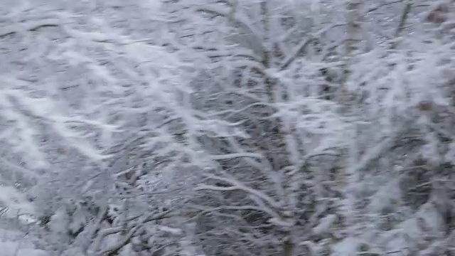 冬季驾驶-驾驶通过一个积雪的森林-手持拍摄视频素材