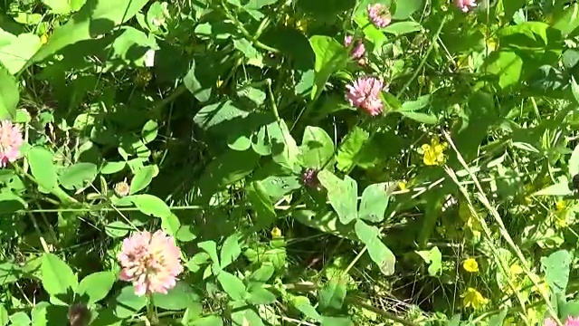 草地草地全景使用稳定器。粉红色的三叶草。视频镜头运动摄像机视频素材