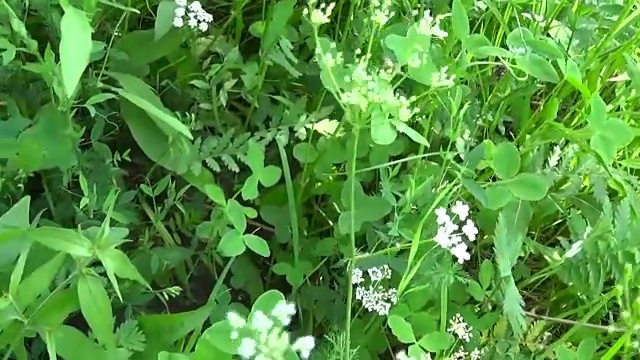 全景与野花木牛。夏季草地上的死三棱虫视频素材