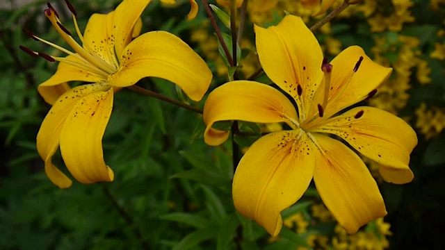 植物百合细节特写高清镜头-草本百合花视频视频素材