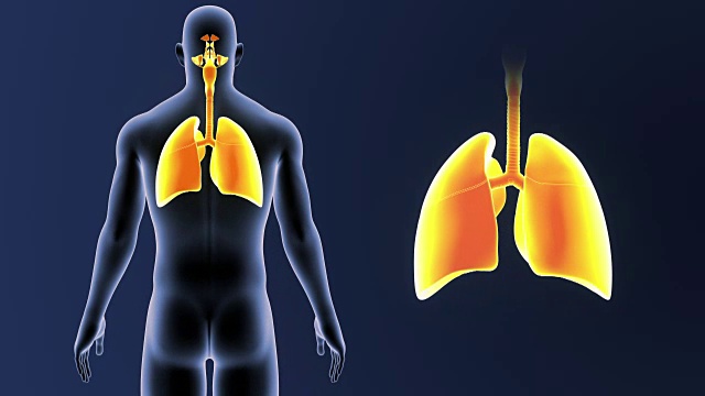 人的肺与身体一起放大视频素材
