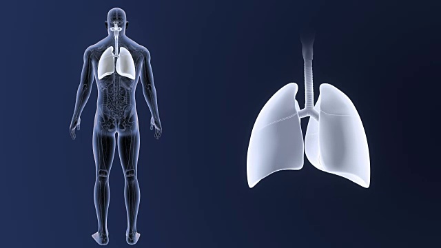 人体肺部在解剖学中放大视频素材