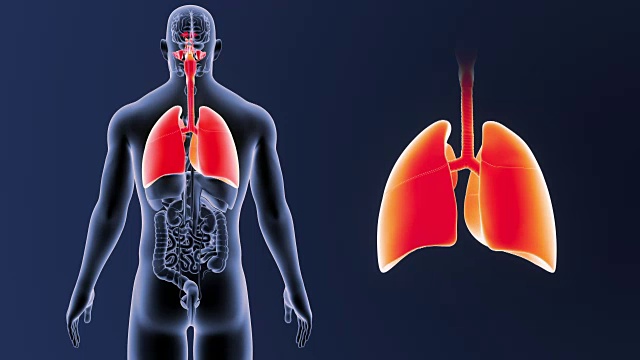 人的肺和器官一起放大视频素材