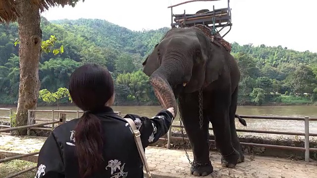 亚洲妇女喂大象视频素材