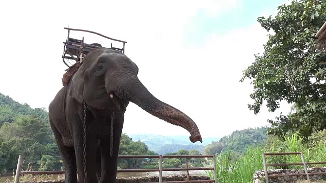 亚洲妇女喂大象视频素材