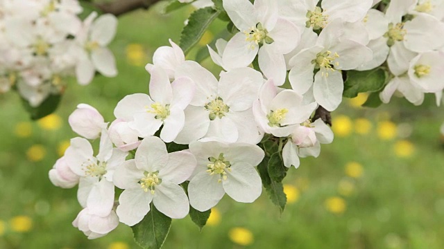 苹果的白色花朵和花蕾视频素材