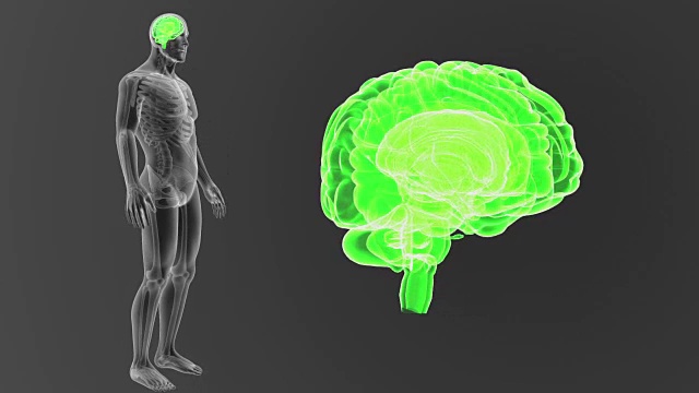 人类大脑与骨骼一起放大视频素材