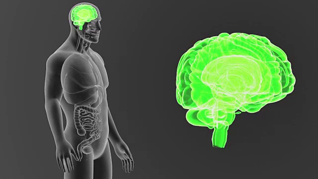 人类大脑与器官一起放大视频素材