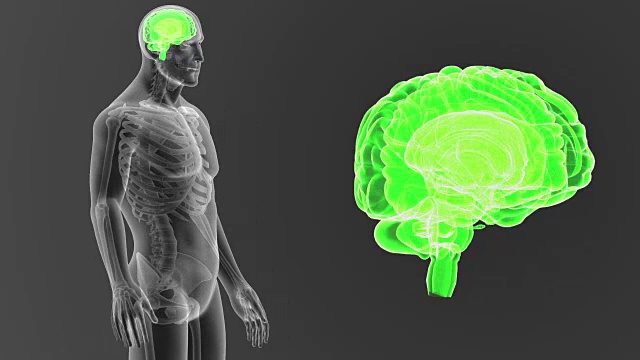 人类大脑与骨骼一起放大视频素材