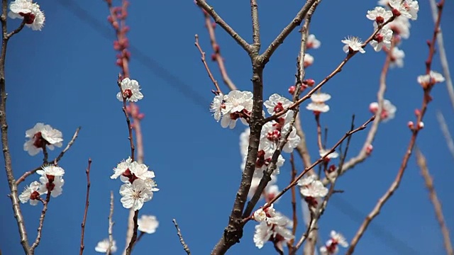 杏色花。白色的花朵盛开在春天视频素材