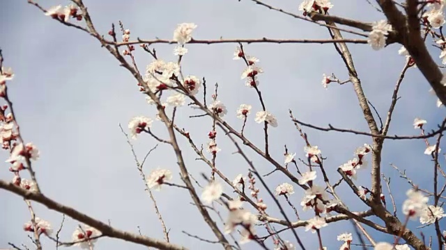 杏色花。白色的花朵盛开在春天视频素材