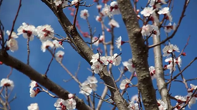 杏色花。白色的花朵盛开在春天视频素材