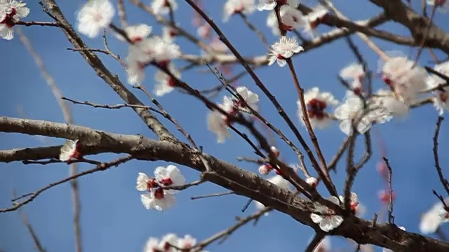 杏色花。白色的花朵盛开在春天视频素材