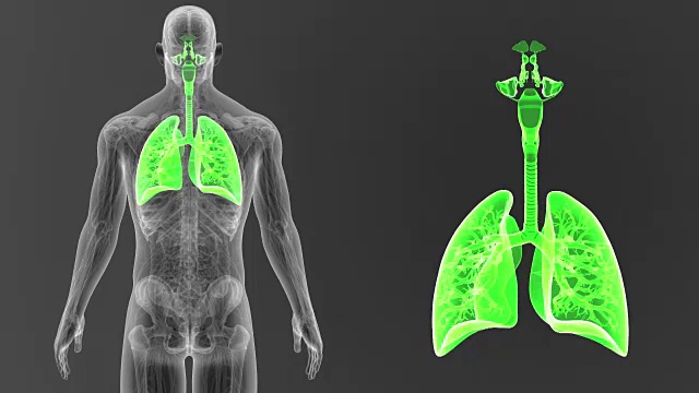 人体肺部在解剖学中放大视频素材
