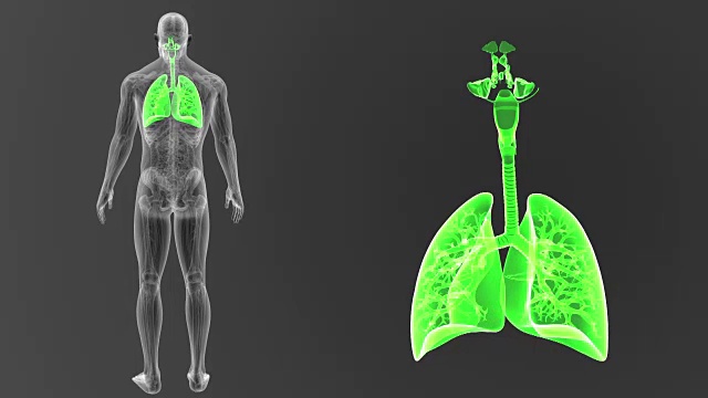 人体肺部在解剖学中放大视频素材