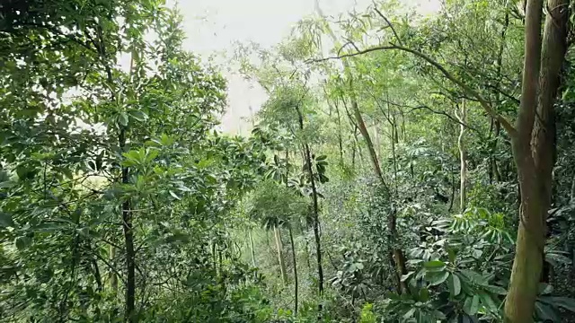 热带雨林-有风的一天视频素材