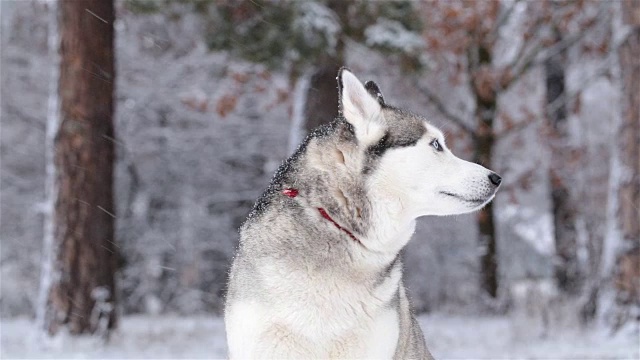 雪地里的哈士奇视频素材