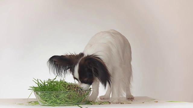 美丽的年轻雄性狗大陆玩具猎犬蝴蝶吃新鲜发芽的燕麦在白色的背景库存录像视频素材