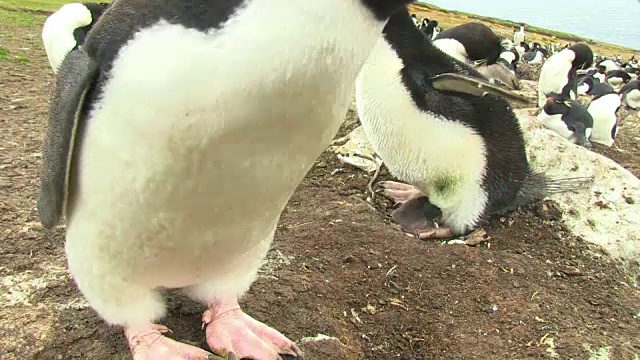 科罗拉多大学跳岩企鹅非常靠近镜头看着镜头视频素材